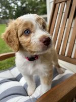 Aussie Doodles Puppies for sale in TX-105, Montgomery, TX, USA. price: NA