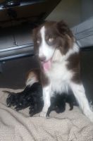 Aussie Doodles Puppies for sale in Belvidere, IL 61008, USA. price: NA