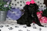 Aussie Doodles Puppies for sale in Liberal, MO 64762, USA. price: NA