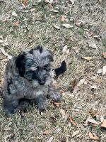 Aussie Doodles Puppies for sale in Rockwall, TX, USA. price: NA