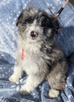 Aussie Doodles Puppies for sale in Colorado Springs, CO 80911, USA. price: NA