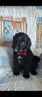 Aussie Doodles Puppies for sale in Mt Sterling, KY 40353, USA. price: NA
