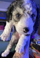 Aussie Doodles Puppies for sale in Denver, CO, USA. price: $1,400