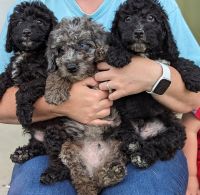 Aussie Doodles Puppies for sale in Berea, KY, USA. price: NA