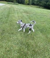 Aussie Doodles Puppies for sale in Greensburg, KY 42743, USA. price: $500
