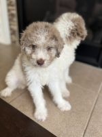 Aussie Doodles Puppies for sale in Atlanta, GA, USA. price: $1,000