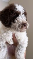 Aussie Doodles Puppies for sale in Atlanta, GA, USA. price: $800