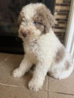 Aussie Doodles Puppies for sale in Atlanta, GA, USA. price: $1,000