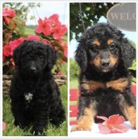 Aussie Doodles Puppies for sale in Verona, NY 13478, USA. price: $600
