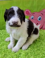 Aussie Doodles Puppies for sale in Ashland, OH 44805, USA. price: $600