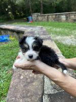 Aussie Doodles Puppies for sale in Knoxville, TN, USA. price: $1,200