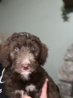 Aussie Doodles Puppies for sale in Granger, IN 46530, USA. price: $1,000