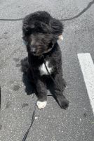 Aussie Doodles Puppies for sale in Charlotte, NC, USA. price: $1,400