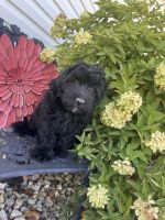 Aussie Doodles Puppies for sale in Montgomery, IN, USA. price: $300