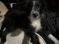 Aussie Doodles Puppies for sale in Jellico, TN, USA. price: $800