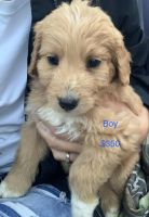 Aussie Doodles Puppies for sale in 4266 Rough Creek Rd, London, KY 40744, USA. price: $400