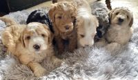 Aussie Doodles Puppies for sale in Bentonville, AR, USA. price: $2,500