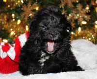 Aussie Doodles Puppies for sale in Independence, KS 67301, USA. price: $450