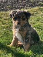 Aussie Doodles Puppies for sale in Nampa, Idaho. price: $1,000