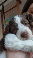 Aussie Doodles Puppies for sale in Hillsborough, North Carolina. price: $1,500