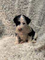 Aussie Doodles Puppies for sale in Fresno, California. price: $2,500