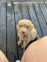 Aussie Doodles Puppies for sale in Lexington, South Carolina. price: $650