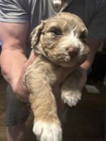 Aussie Doodles Puppies for sale in Wagoner, Oklahoma. price: $500