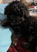 Aussie Doodles Puppies for sale in West Monroe, Louisiana. price: $750