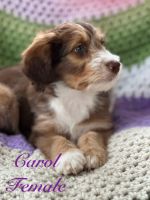 Aussie Doodles Puppies for sale in Oley, Pennsylvania. price: $1,200