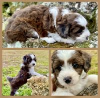 Aussie Doodles Puppies for sale in Ocala, Florida. price: $2,500