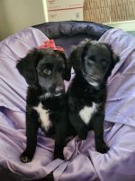 Aussie Doodles Puppies for sale in Wann, Oklahoma. price: $850