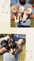 Aussie Doodles Puppies for sale in Ozark, Missouri. price: $2,500