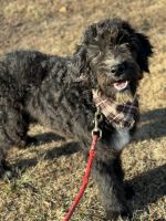 Aussie Doodles Puppies for sale in Tazewell, Tennessee. price: $500
