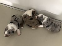 Aussie Poo Puppies Photos