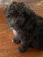 Aussie Poo Puppies for sale in Youngstown, OH, USA. price: NA