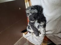 Aussie Poo Puppies for sale in Olympia, WA, USA. price: NA