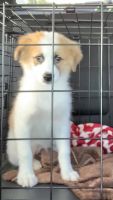 Aussie Poo Puppies for sale in Northville, MI 48168, USA. price: NA