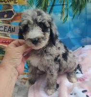 Aussie Poo Puppies for sale in Orlando, FL, USA. price: NA