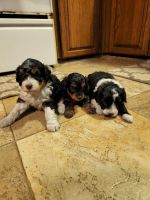 Aussie Poo Puppies for sale in New Paris, OH 45347, USA. price: NA