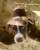 Aussie Poo Puppies for sale in Salisbury, NC, USA. price: NA