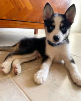 Aussie Poo Puppies for sale in Fort Lauderdale, FL 33317, USA. price: NA