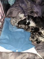 Aussie Poo Puppies for sale in Caldwell, ID 83607, USA. price: NA