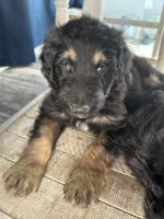 Aussie Poo Puppies for sale in Richmond, KY, USA. price: $400