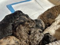 Aussie Poo Puppies for sale in Atlanta, GA, USA. price: $2,500