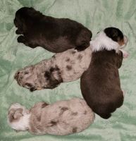 Aussie Poo Puppies for sale in East Dubuque, IL 61025, USA. price: $1,000