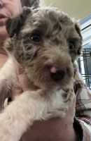 Aussie Poo Puppies for sale in Anchorage, Alaska. price: NA