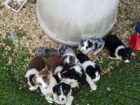 Aussie Poo Puppies Photos