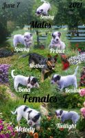 Austrailian Blue Heeler Puppies for sale in Rockville, IN 47872, USA. price: NA