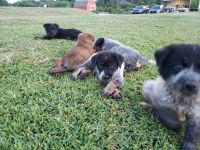 Austrailian Blue Heeler Puppies for sale in Farmers Branch, TX, USA. price: NA