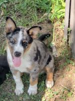 Austrailian Blue Heeler Puppies for sale in Houston, MS 38851, USA. price: NA
